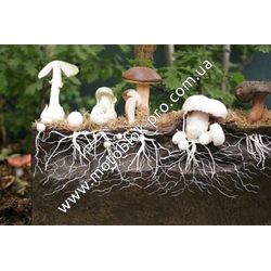 Выращиваие грибов