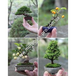 Бонсай- искусство выращивания миниатюрнных деревьев 